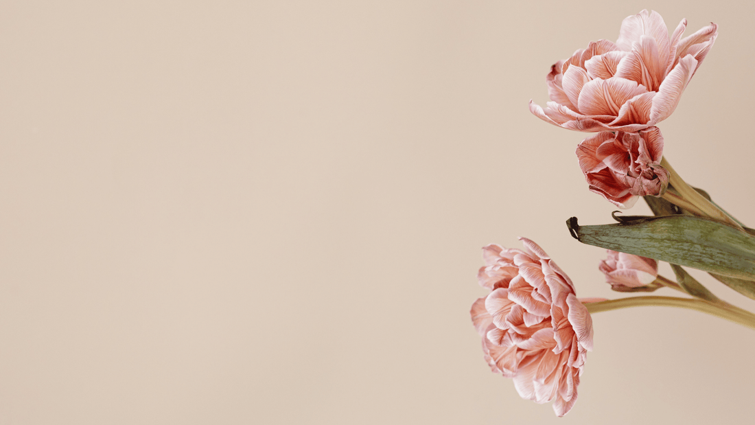 Soft pink flowers in natural light, reflecting a gentle approach to rosacea-prone skin